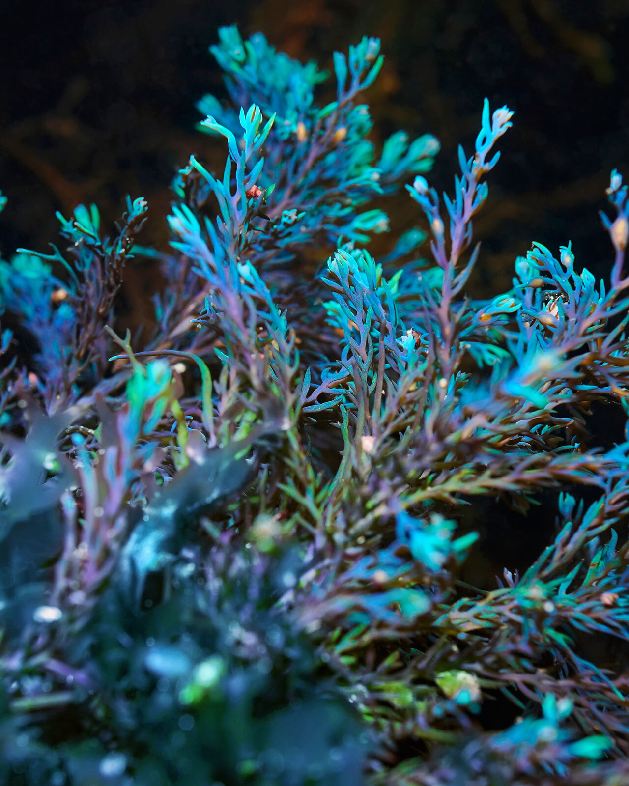 Photo of underwater Cystoseira Tamariscifolia in teal, blue, and violet shades.