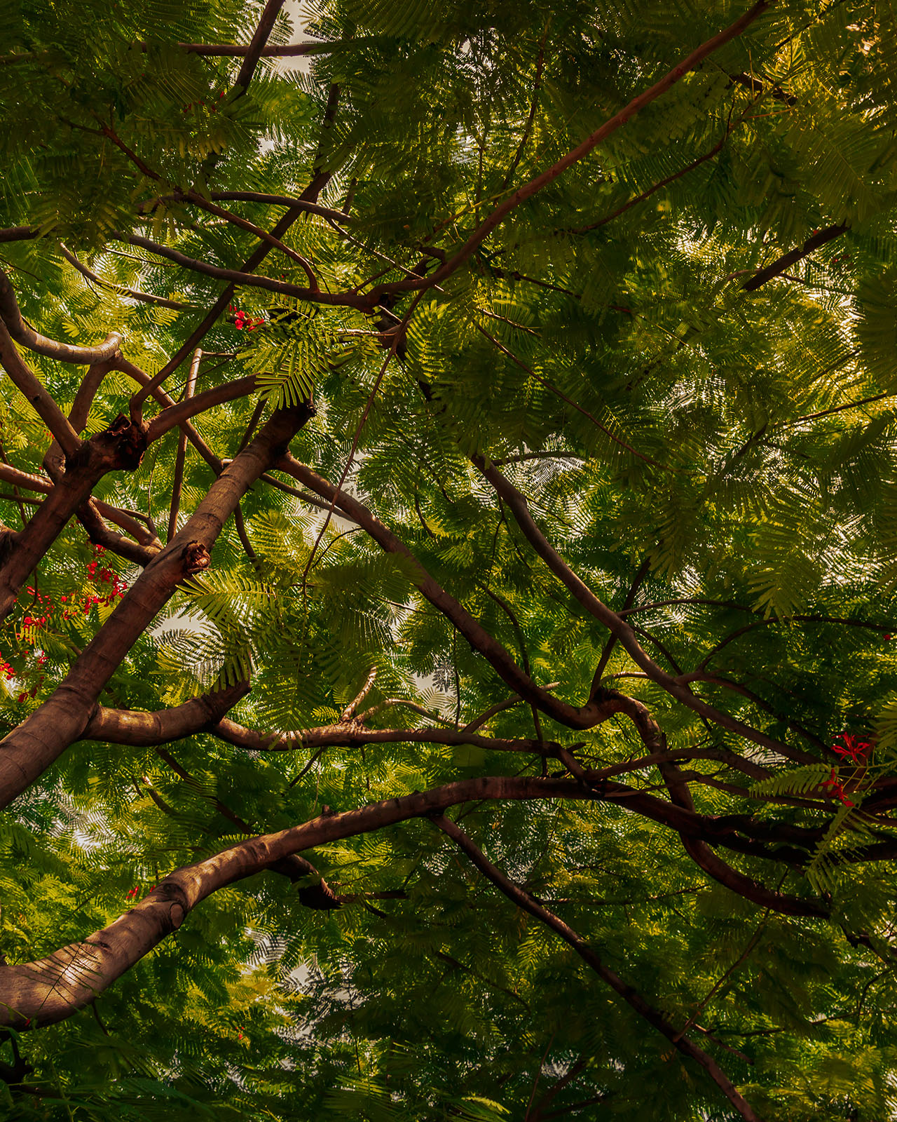 Photo of vibrant green leaves of a silk tree spreading across the branches.