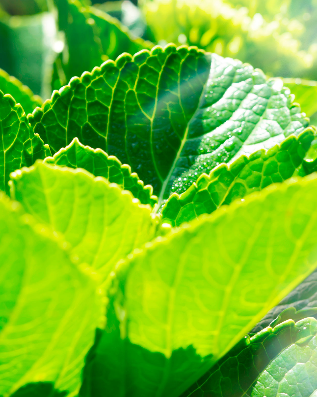 Photo of fresh hydrangea leaves glowing in the sunlight, symbolizing naturally derived skincare ingredients.