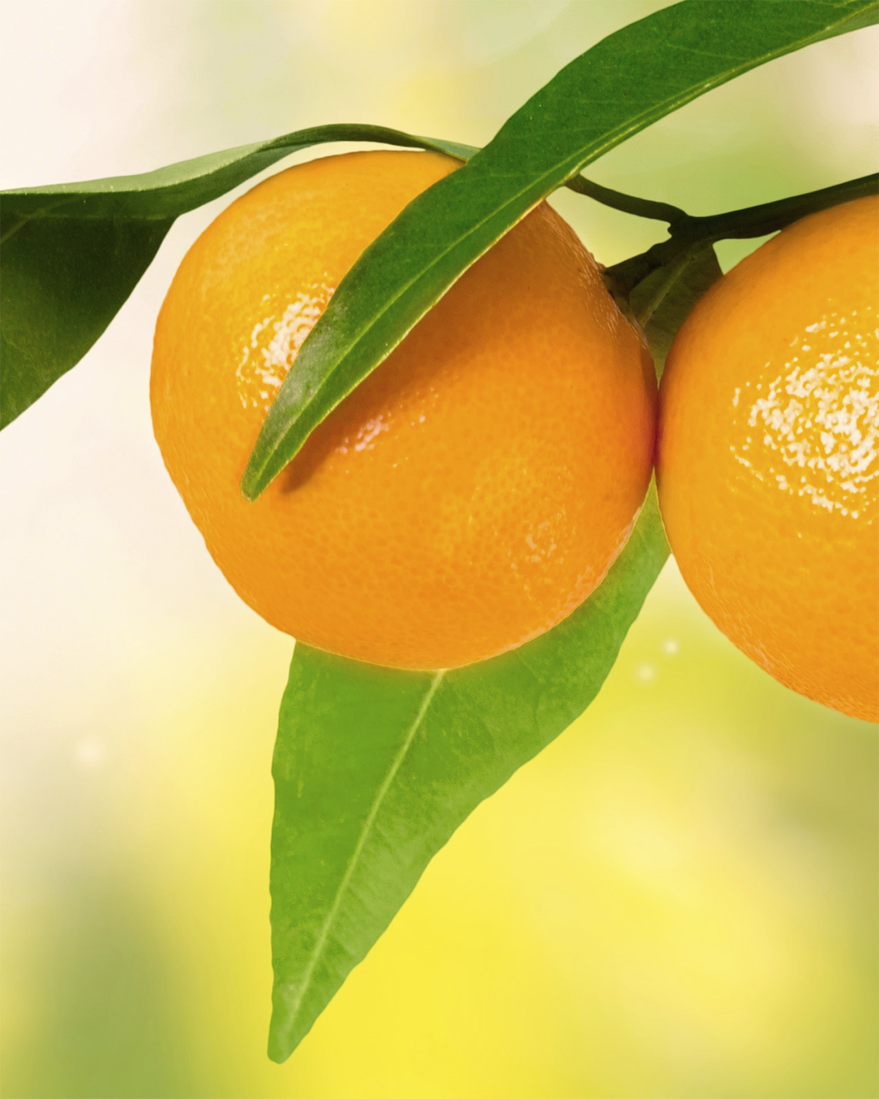 Photo of two ripe Citrus Unshiu fruits with green leaves.