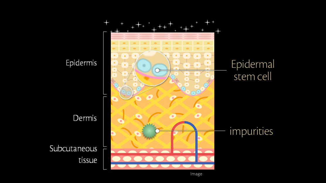 Illustration of a cross-sectional diagram of the skin layers (epidermis, dermis, subcutaneous tissue) indicating the location of epidermal stem cells with no accumulation of impurities near the epidermis.
