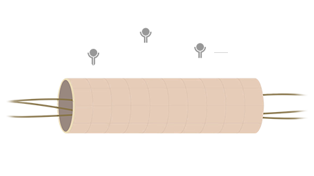 A diagram of a healthy, intact lymphatic capillary supported by TGF-beta, based on Synactif&rsquo;s research, illustrating that this is the key to promoting skin purification and regeneration.