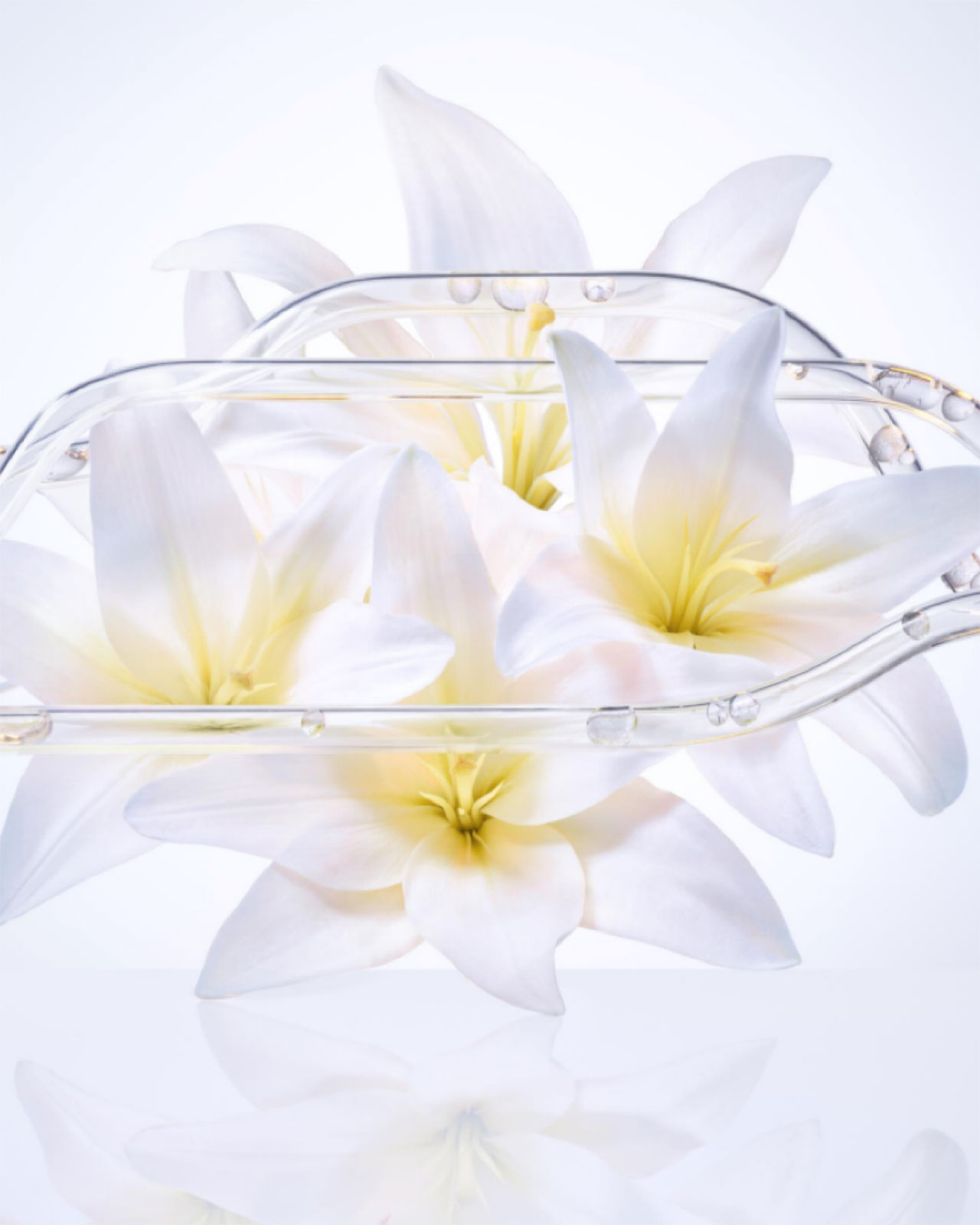 Photo of overlapping white lily flowers with a translucent appearance.